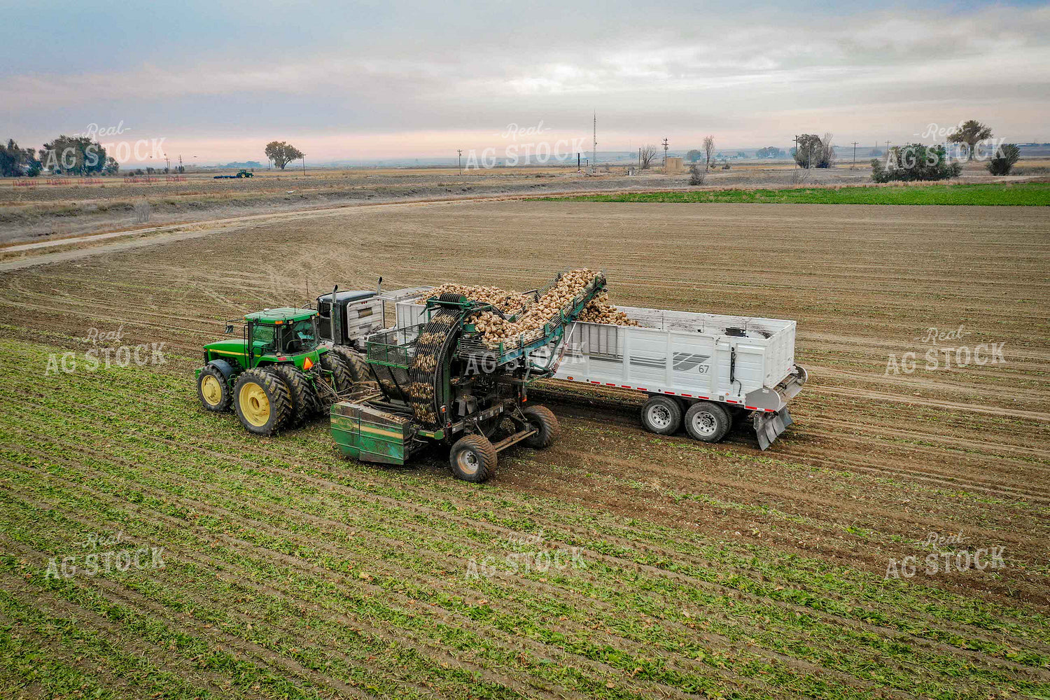 Sugar Beet Harvest 56500