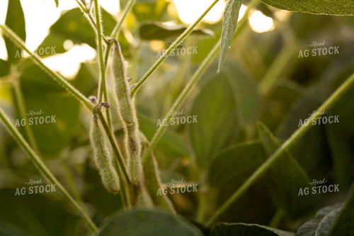 Soybeans - Mid-Season 4917