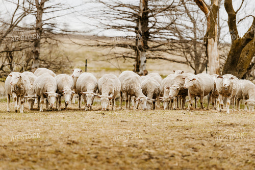 Sheep Grazing in Pasture 68144