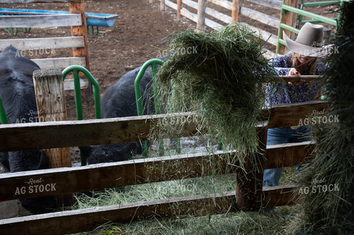 Female Rancher Feeding Cattle 117098