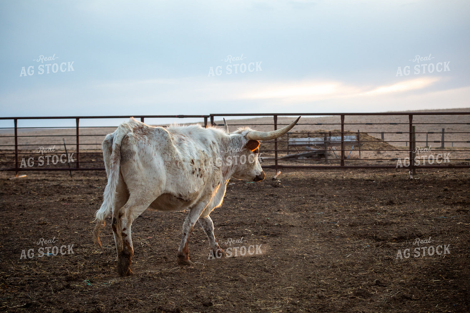 Longhorn Cow 155368