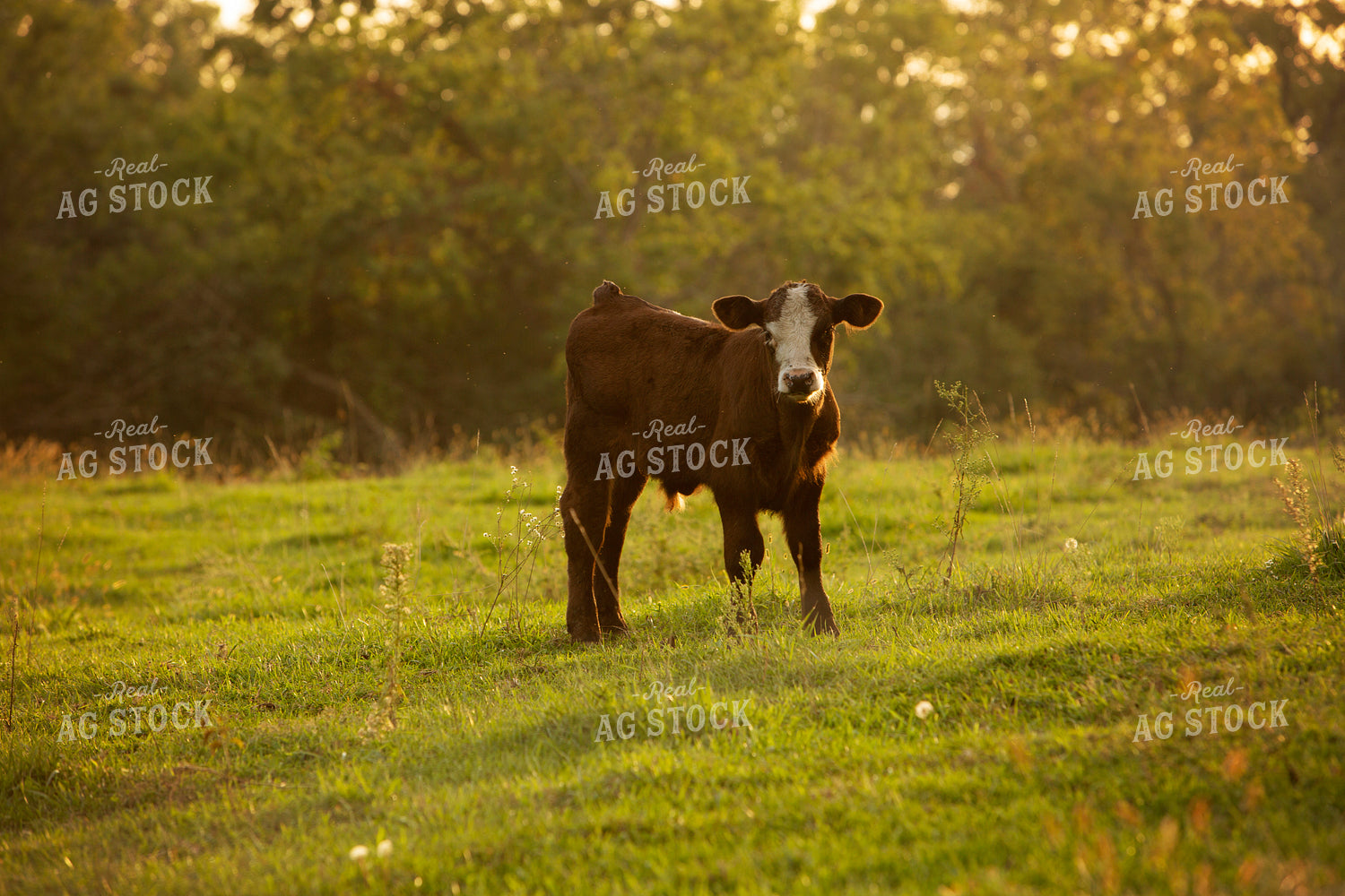 Cattle 2411