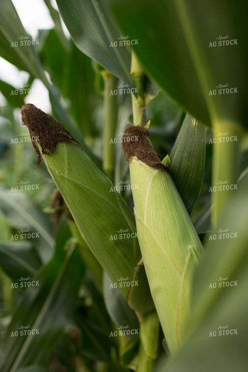 Corn - Mid-Season 1304