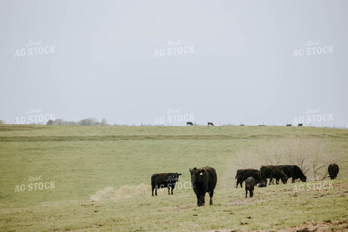 Angus Cows in Pasture 77020