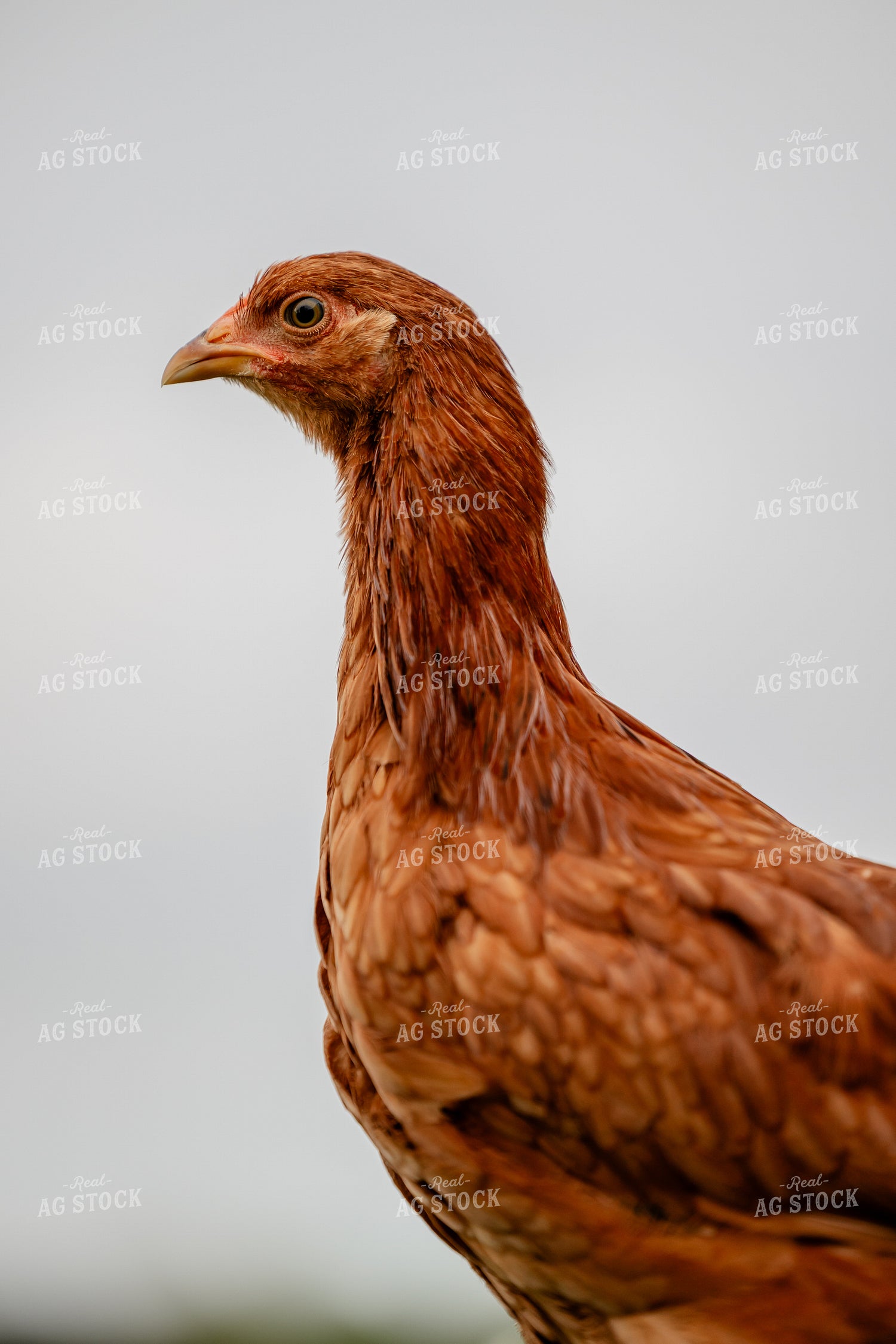 Pullet Laying Chicken 104104