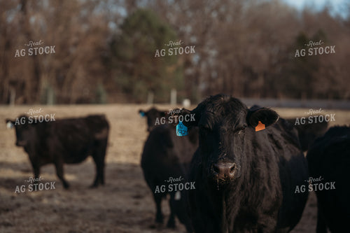 Black Angus Cattle 196241