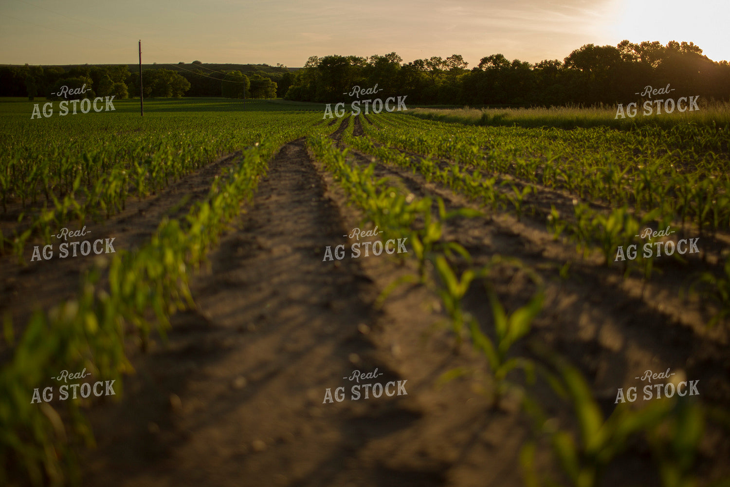 Corn - Early Growth 1075