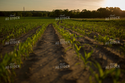 Corn - Early Growth 1075