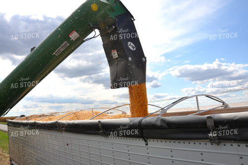 Corn Harvest 277003