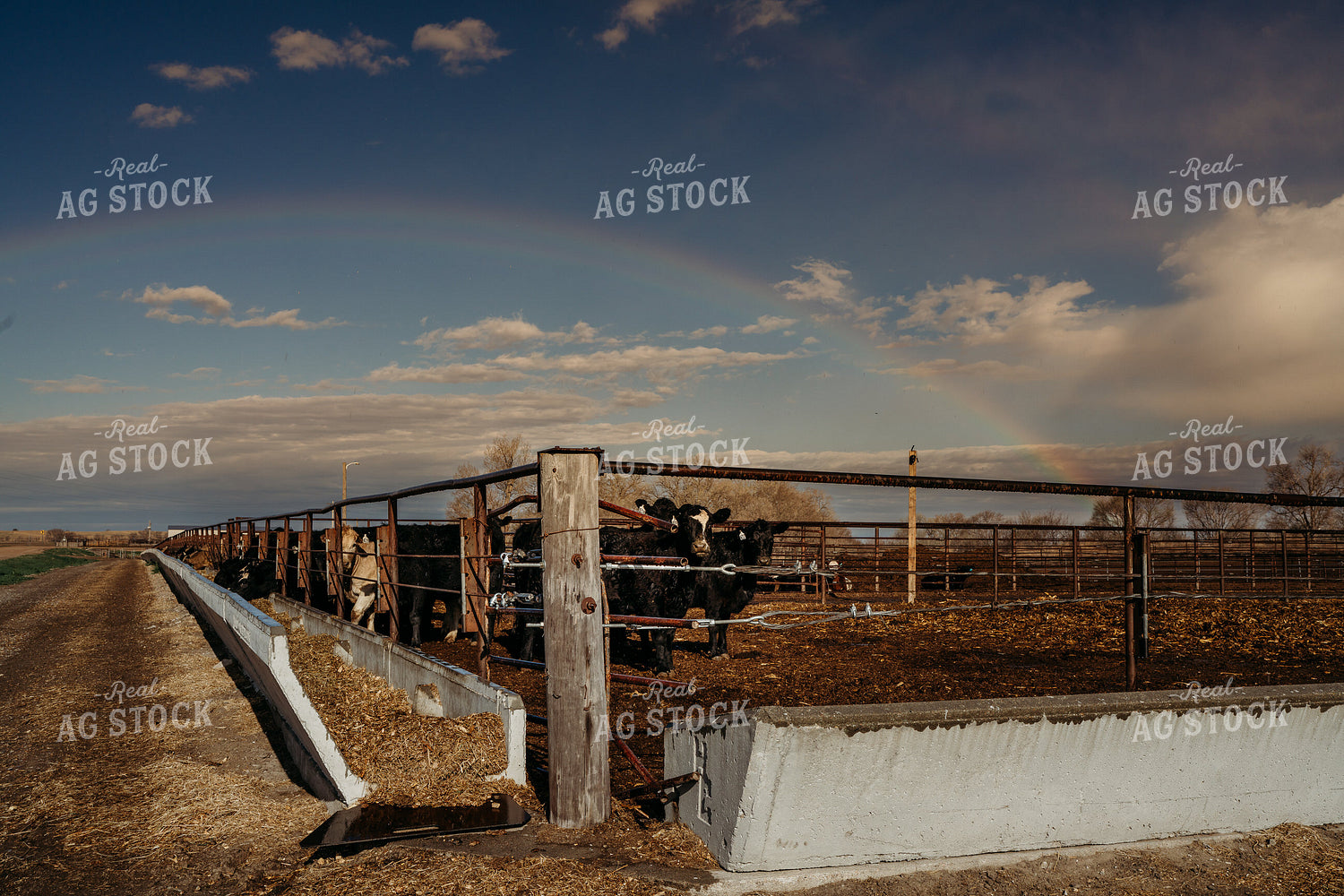 Rainbow Over Cattle Lots 196288