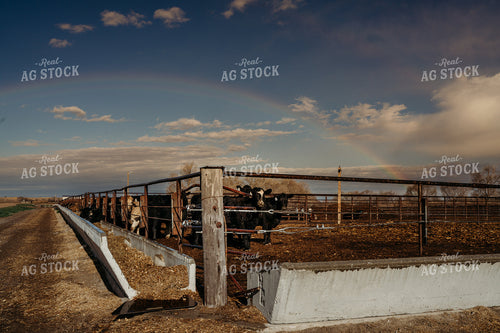 Rainbow Over Cattle Lots 196288