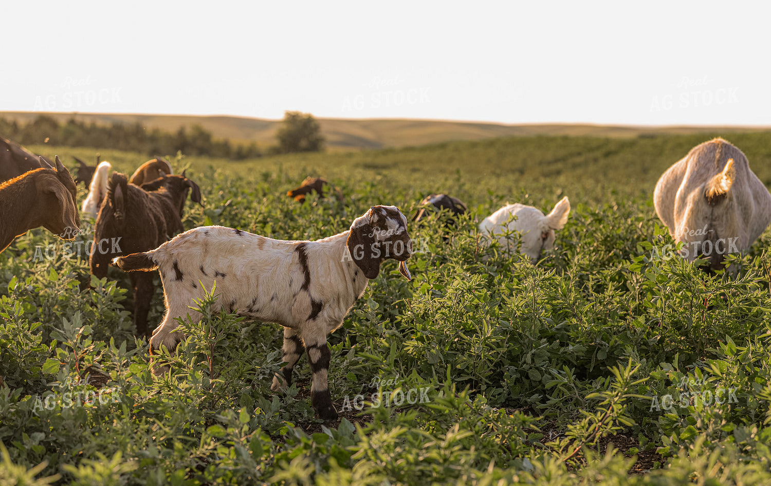 Goats 299179