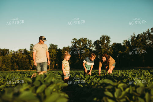 Farm Family Scouting Soybean Field 6077