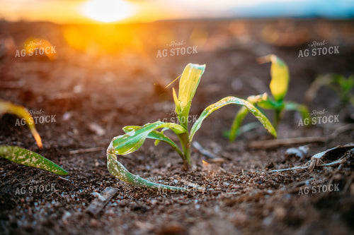 Early Growth Corn with Herbicide Injury at Sunset 56666