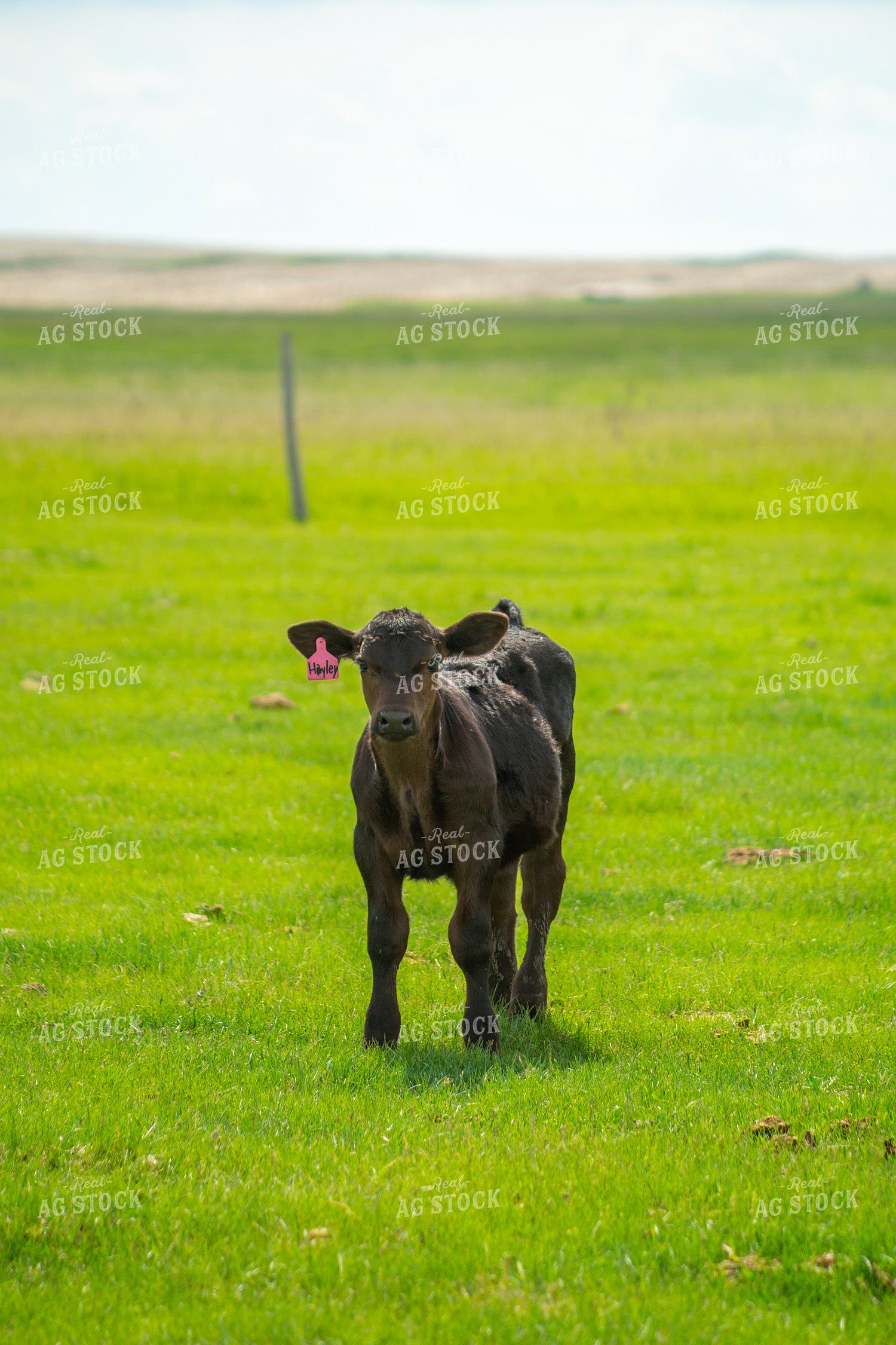 Angus Cow Calf Pair 155513