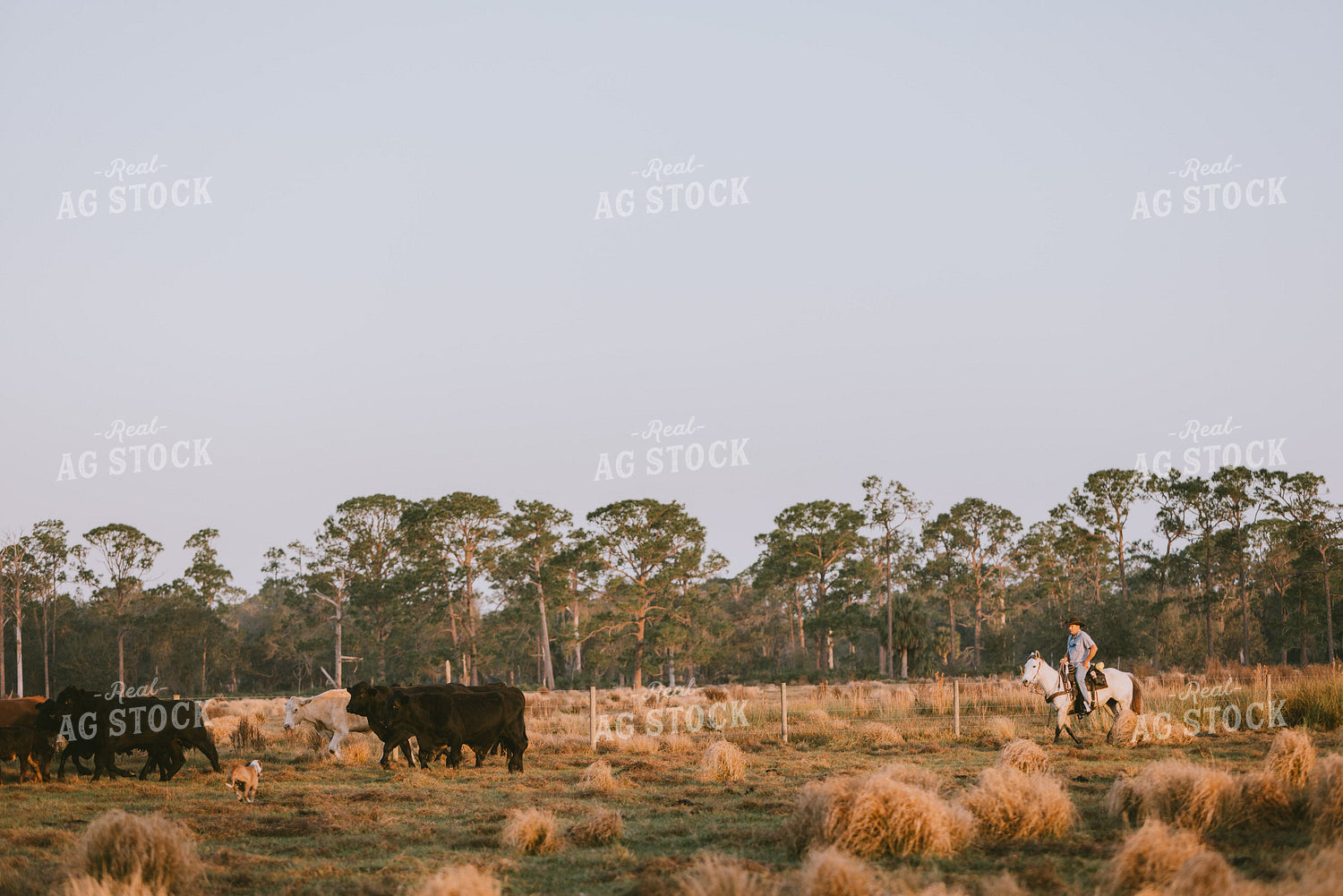 Florida Ranch 7280