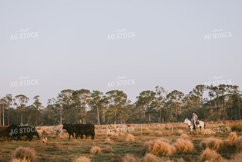 Florida Ranch 7280