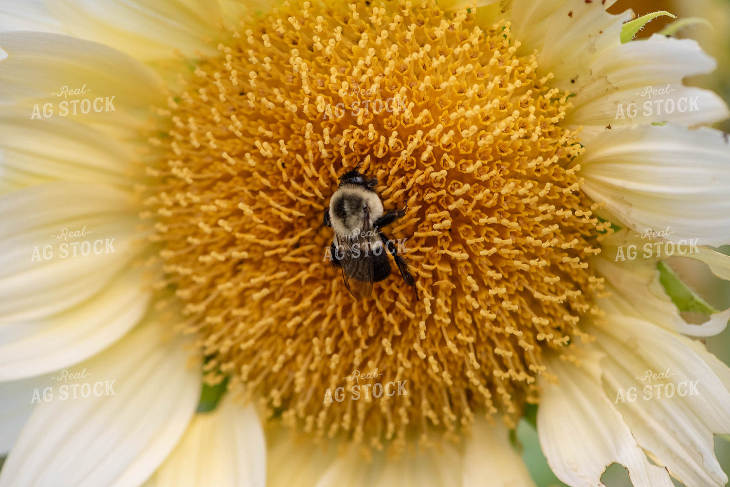 Bee on Flower 182014