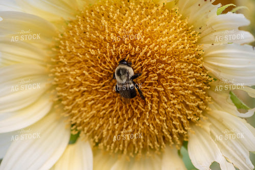 Bee on Flower 182014