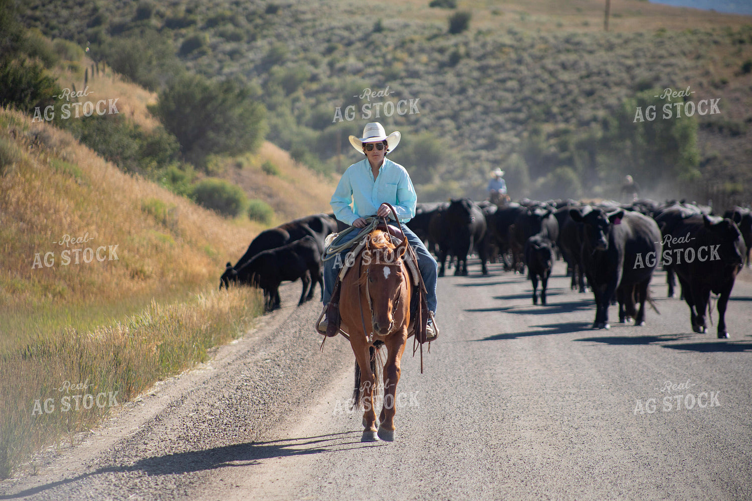 Cowboy on Cattle Drive 117409