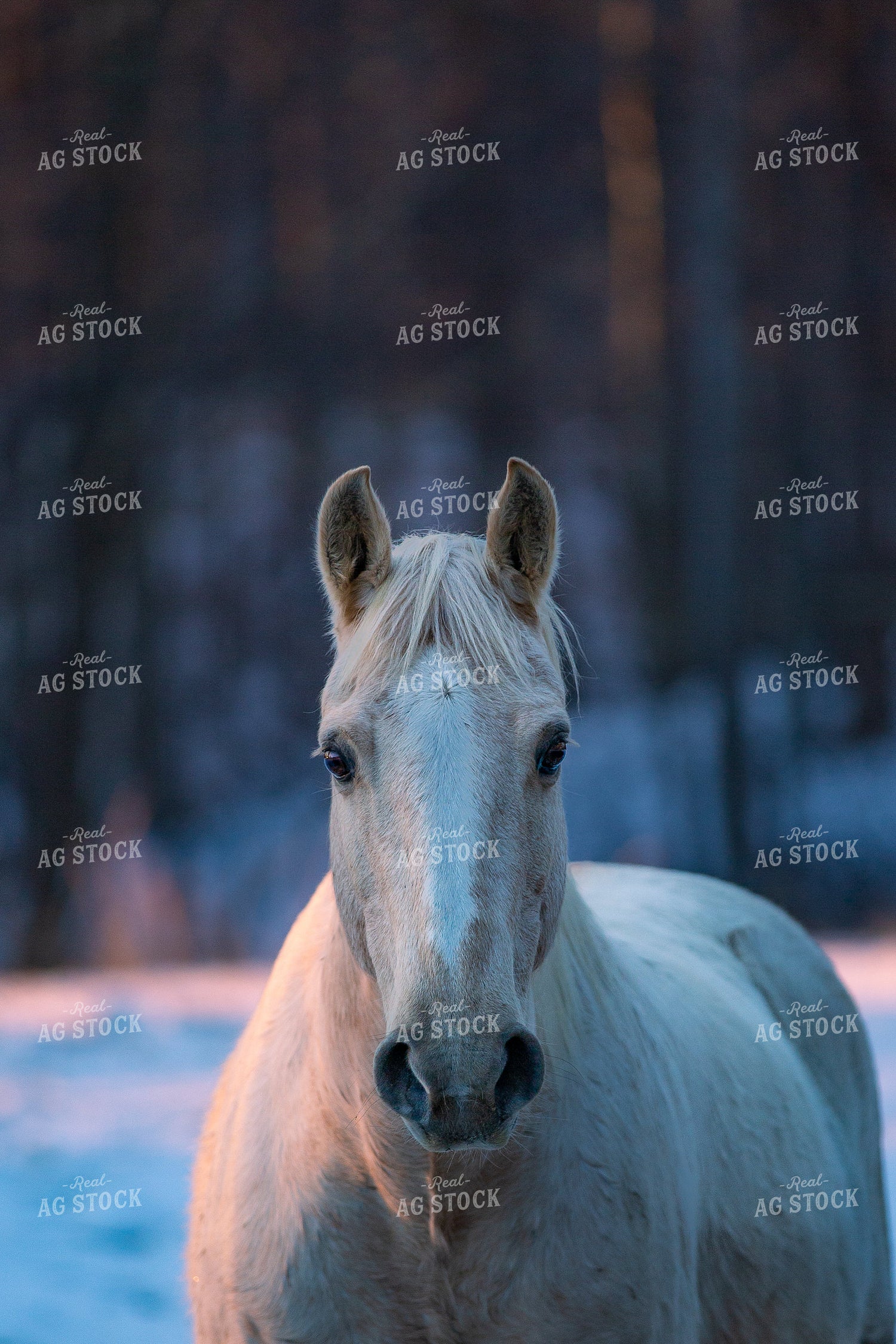 Horse 165005