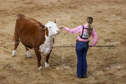 Showing Cattle 52246