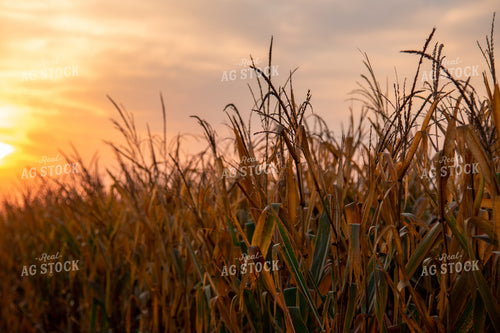 Semi-dried Corn Field at Sunrise 25584