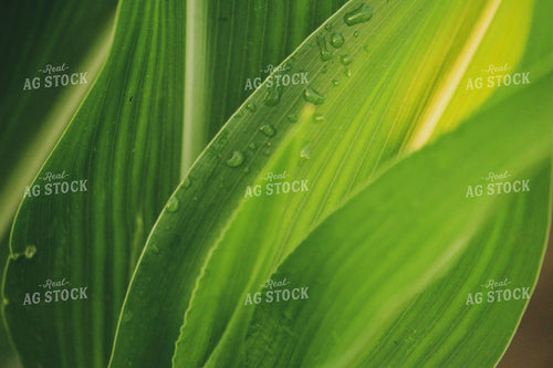 Mid-Season Corn with Dew 52033