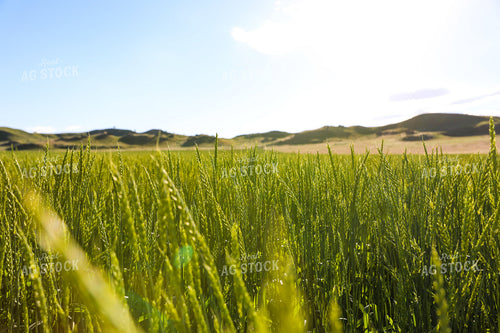 Green Willow Creek Winter Wheat 87004