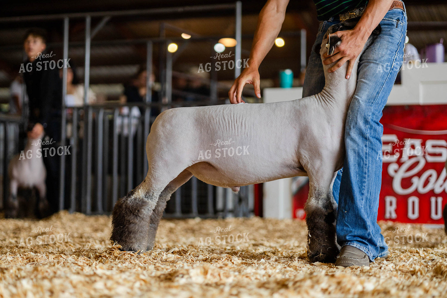 Sheep in Livestock Show Close-Up 97181