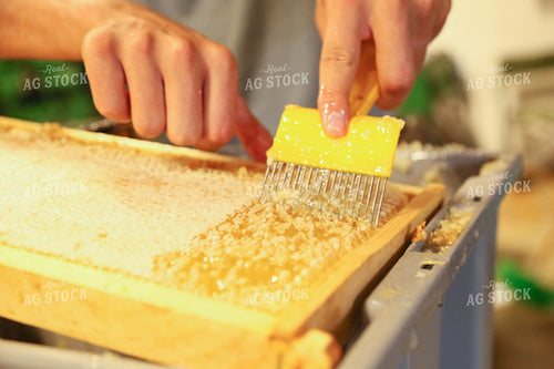 Harvesting Honey 161037