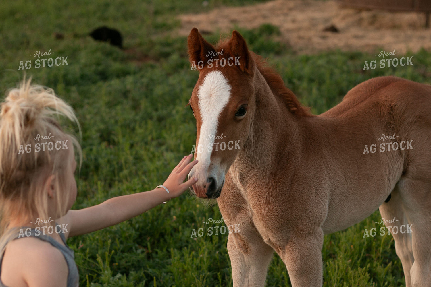 Farm Kid with Foal 205035