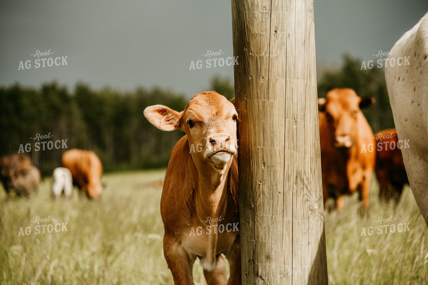 Cattle in Pasture 64133