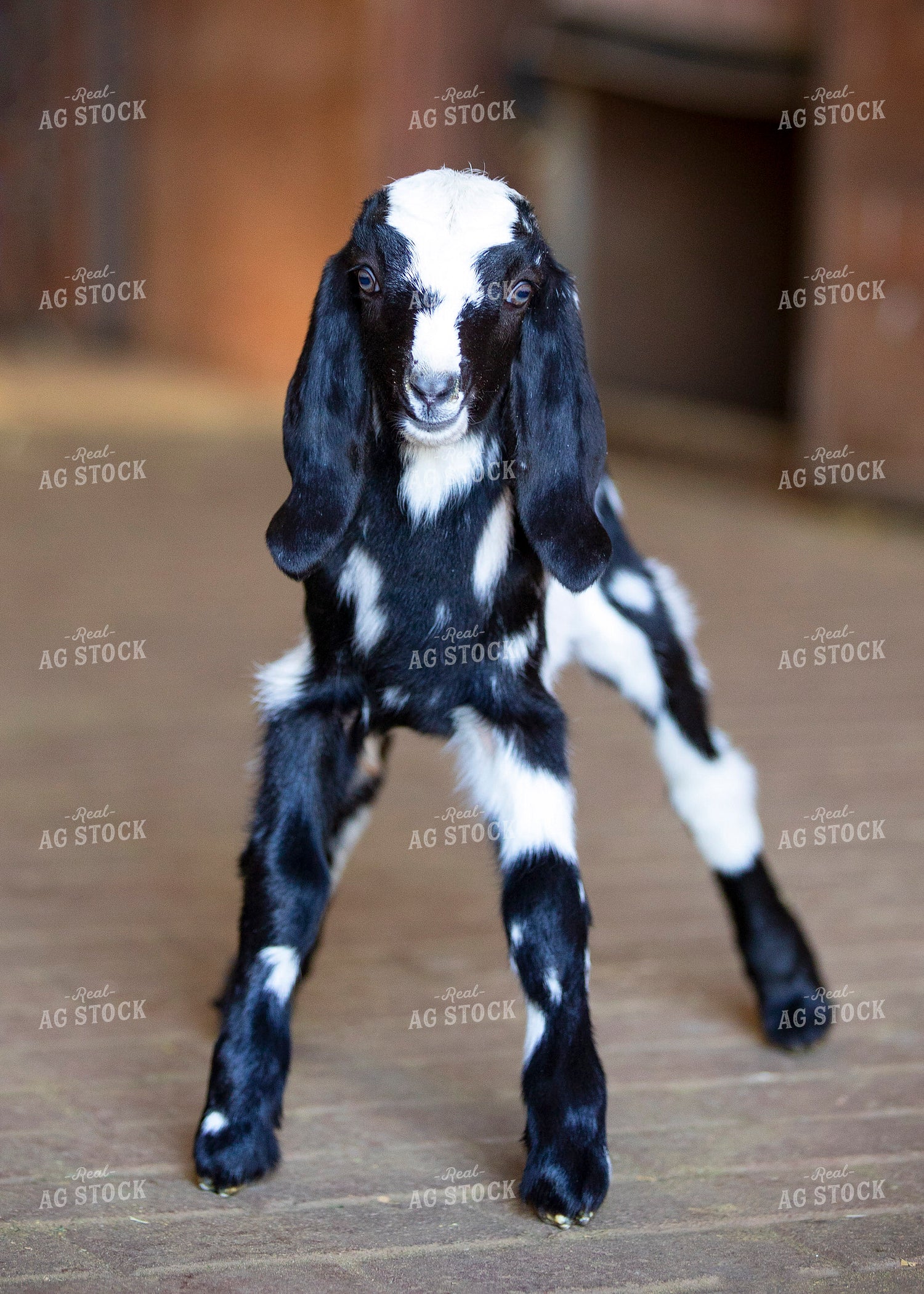 Baby Goat 55398