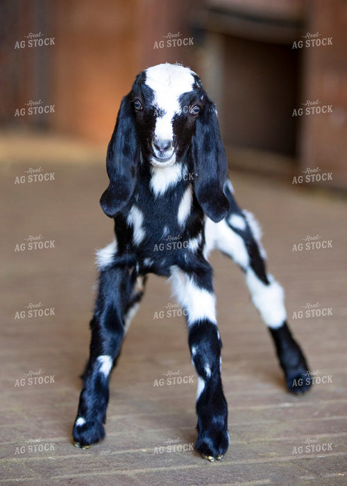 Baby Goat 55398