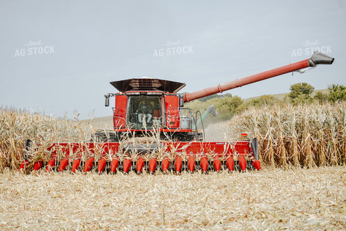 Corn Harvest 113006