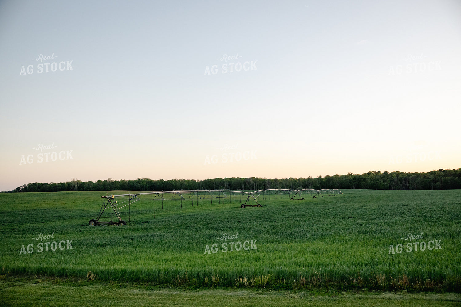 Midseason Wheat Field 178095
