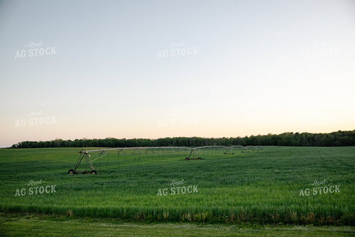Midseason Wheat Field 178095