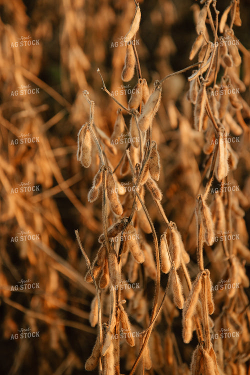Dried Soybeans 67820