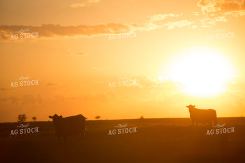 Cattle 1699