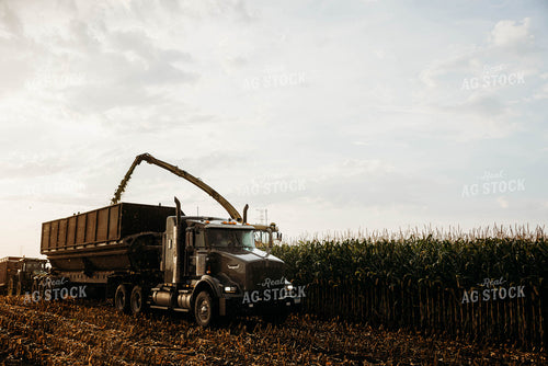 Chopping Corn Silage 152036