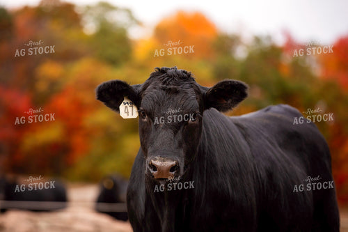 Black Angus Cattle on Pasture 55192