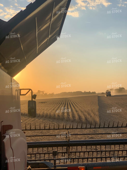 Soybean Harvest 84144