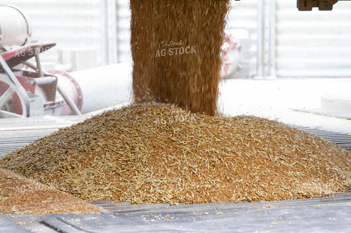 Wheat Going in Grain Bin 79055