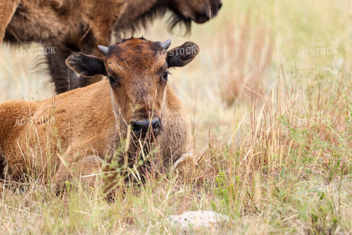 American Bison 261026
