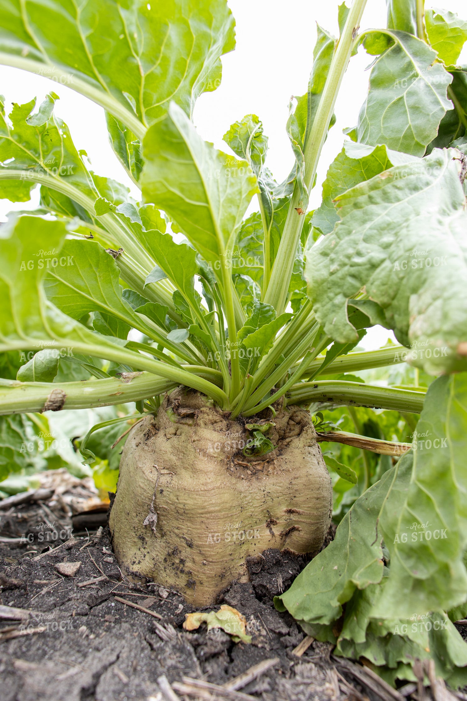Sugar Beets 255031