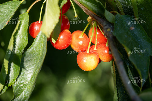 Cherries 65768