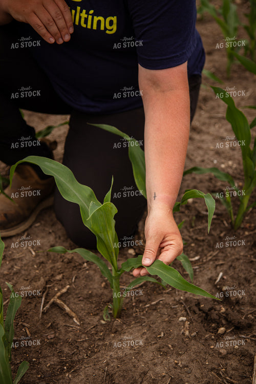 Female Agronomist Scouting Field 67741