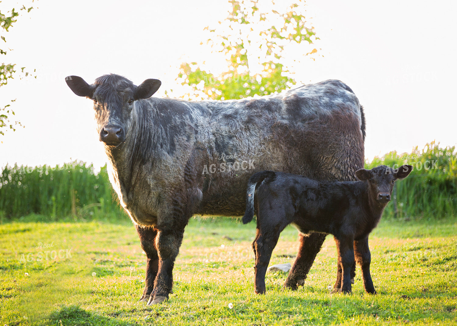 Crossbred Cow Calf Pair 55302