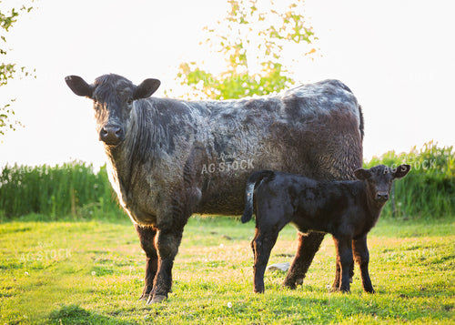 Crossbred Cow Calf Pair 55302